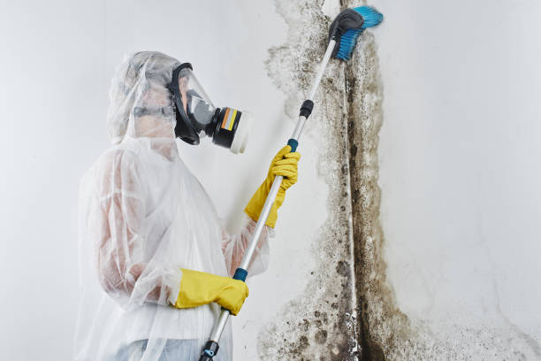 Best Attic Mold Remediation in Beechwood, MI