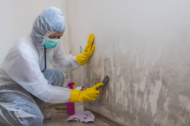 Best Residential Mold Remediation in Beechwood, MI