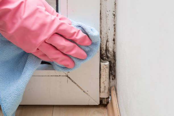 Best DIY Mold Remediation Support Services in Beechwood, MI